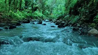 Peaceful River Ambience with Birds &ndash; Sleep, Relax & Unwind
