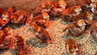 Rhode Island Red chickens, egg producers!