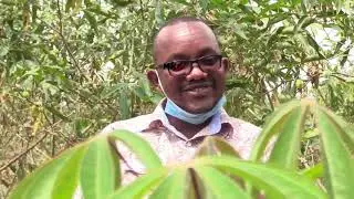 MEET MILLIONAIRE CASSAVA FARMER MICHAEL MURIGI!