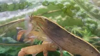 Bamboo Shrimp Atyopsis moluccensis big male feeding