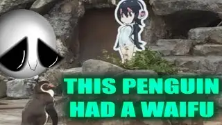 THIS PENGUIN HAD A WAIFU?!?! A short story of the love story of &ldquo;Grapekun and Hululu&rdquo;