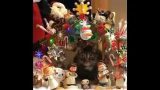 Cat In Tacky Christmas Gingerbread House Angels Sing Hallelujah Chorus!