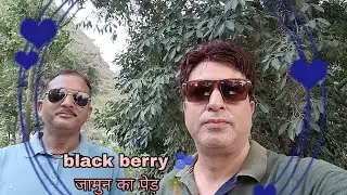 Blackberry जामुन का पेड़ 🌴 जामुन निकालते हुए #आम का 🥭🥭🥭 का पेड़ 🌴# Rudraprayg uttrakhand 🌳🌴🥭🥭🥭