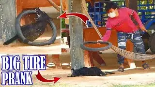 Ring Tire Prank on Sleeping Dog - Super Funny Troll Video