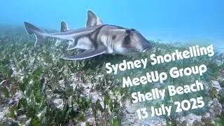 Shelly Beach Snorkelling with The Sydney Snorkelling Meetup Group -13 July 2025.