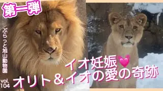 【第１弾】やった！美人イオに赤ちゃんが！美男ライオンのオリトと出会うまでvol.104@旭山動物園/Beautiful Io has a baby! Until I met Orito, lion