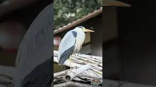 Grace of the Heron | Majestic Wading Bird in Natural Habitat#AnimalHQ #Wildlife #RareAnimals