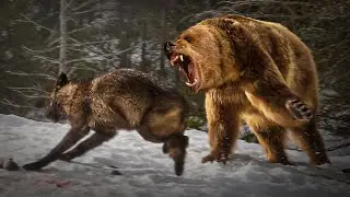 GRIZZLY BEAR - Nature's Fierce and Majestic Apex Predator