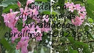 How to pronounce Fridericia dichotoma