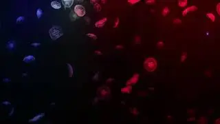 Jellyfish Flow &bull; Color-Changing Deep Sea Calm | Relaxing Instrumental Music