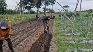 SIMPLE TOOLS USED BY SMART FARMERS TO MAKE IT EASIER TO ARRANGE LAND ROWS! -Agriculture Farming