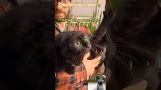 😱 cats scary reaction to prank 😤#shortsfeed#funny#adoptstrays#cat#prank#attitude#reaction#cutecats
