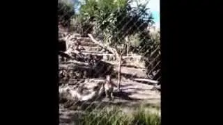 Baby Jaguar frolicking with mom until she senses danger.