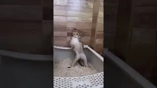 Gatito haciendo sus necesidades de manera peculiar en la caja de arena