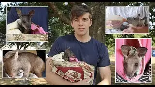 Rescued Animals From Australias Bushfires 2019/2020