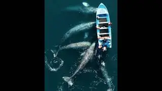 Серые киты в лагунах Нижней Калифорнии, Мексика