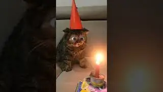 Funny Video Happy Birthday  #shorts #shortvideo #happybirthday #kids #funny #strangerthings