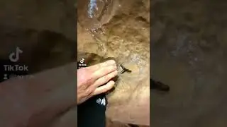 Check out this extinct Shark's Tooth in a cave!