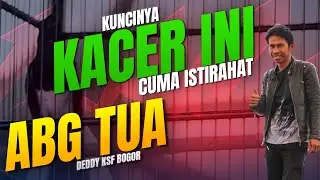 MODAL KUALITAS - KACER ABG TUA - CARA MERAWAT KACER
