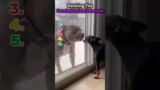 Funniest Animal Moments #dog