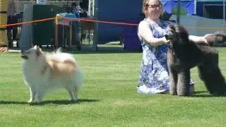 2024 Melbourne Dog Club PM Group Show -  Non Sporting Dogs (& classes)