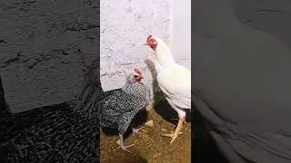 White Heera Murgha or Misri Murghi || Heera Aseel Murgha #heera #aseel #aseelmurga #hen