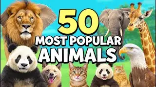 50 Most Popular Animals | Learn Animal Names | Zax World
