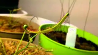 Drosera Binata 