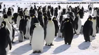 Panorama of Emperor Penguin Colony at Windy Bay, Halley, Antarctica