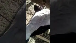 Быки на откорме, холодное содержание.