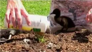 Vegetable Gardening : How to Control Ants in Vegetable Gardens