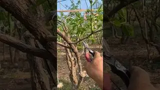 Jujube tree branches process #satisfying #pruning #shorts