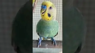 Autumn Budgie Bird Sound of Australian Parrot Voice