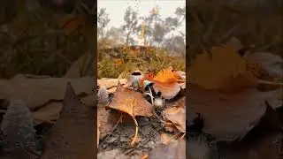 Acoustic Guitar water flow music #acousticguitar #waterfallambience