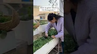 Выращивайте пажитник в горшках #садовыешорты #выращивайтесвоюеду #контейнерноесадоводство #пажитн...