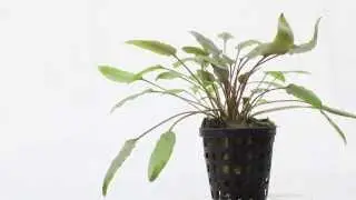 Cryptocoryne undulatus brown - an easy aquarium plant to grow