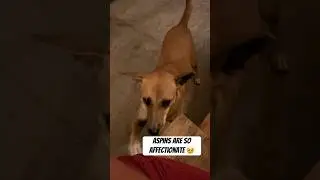 Aspins are so affectionate 🥹 #aspindog #philippines #aspin  #dogs