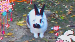 Bunny Teraflops (feat. Pigpoke) Music Video