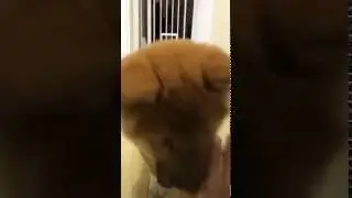Shiba Inu Puppy Giving Human High Five