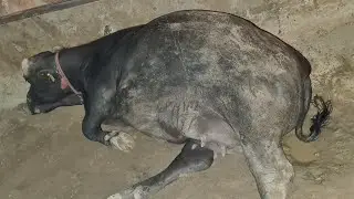 (part 5 )Buffalo da delivery ton baad sahi dud laine lyi  feed plan