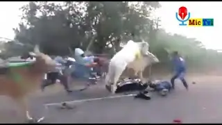 Ox Ride  Incident  For Camera Man 2018