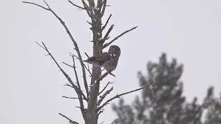 Great Gray Owl in flight.