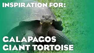 4 Real Galapagos Giant Tortoise Habitats! (Planet Zoo Inspiration)