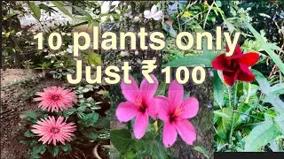 10ചെടികൾ വെറും 100 രൂപ മാത്രം🥰whtspp:9207260062 #onlineplants #plants #lowcostplants