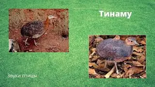 Большой тинаму | Звуки птицы в природе