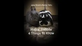 Happy Rabbits: 4 Things To Know