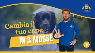3 Regole d'Oro per Educare il Tuo Cane (e Ottenere Risultati Reali in 90 Giorni)