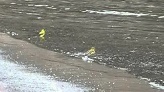 Yellow Finches