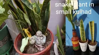 24hours oxygen dene vala plant #slow plant #snake plant #virelvideo