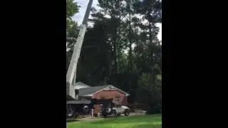 10,000 pounds of tree